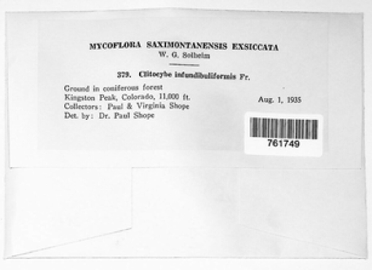 Clitocybe infundibuliformis image